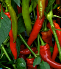 Paprika kozí/baraní roh Poseidon - Capsicum annuum - semená - 15 ks