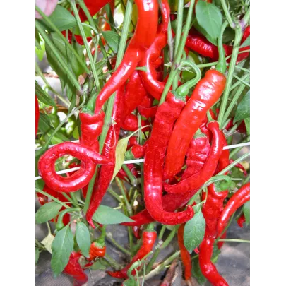 Paprika kozí roh Artist - semená - 15 ks - Capsicum annuum