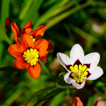 Cigánsky kvet - Sparaxis - cibuľoviny - 8 ks