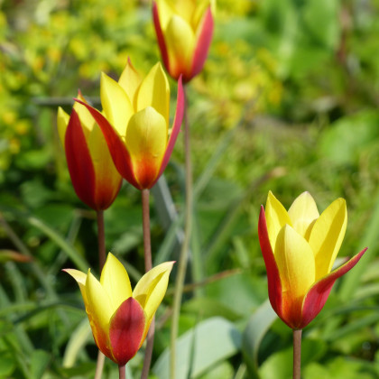 Tulipán do skalky Clusiana Chrysantha - Tulipa - cibuľoviny - 3 ks
