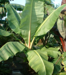 Banánovník Cheesmanii- semená - 3 ks - Musa cheesmanii 