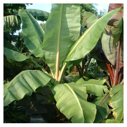 Banánovník Cheesmanii - Musa cheesmanii - semená - 3 ks