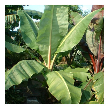 Banánovník Cheesmanii - Musa cheesmanii - semená - 3 ks