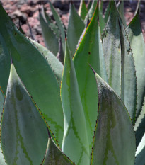 Agáve marmorata - Agave marmorata - semená - 20 ks