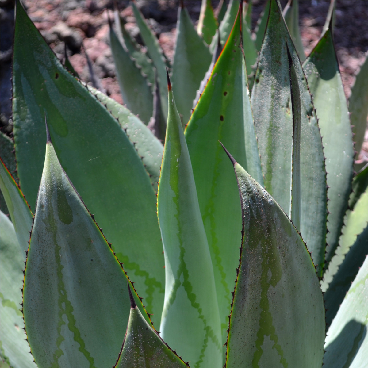 Agáve marmorata - Agave marmorata - semená - 20 ks
