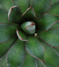 Agáve - Agave ghiesbreghtii - semená - 10 ks