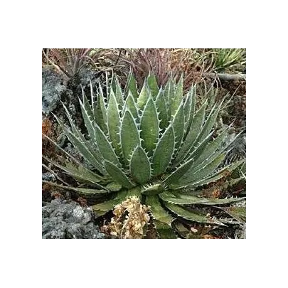 Agáve - Agave Purpurosum - semená - 10 ks