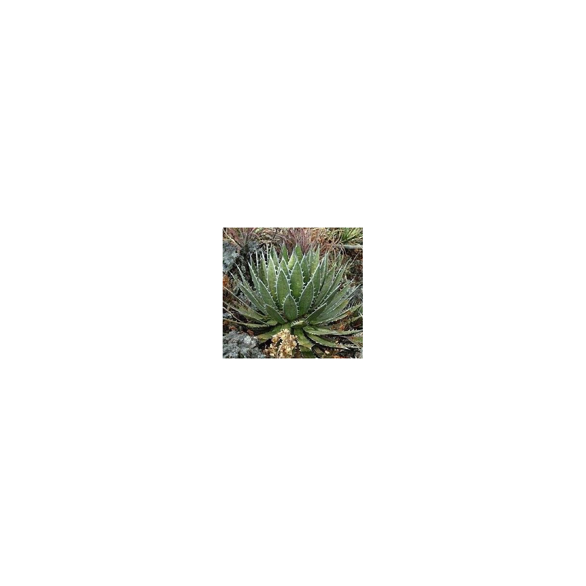 Agáve - Agave Purpurosum - semená - 10 ks