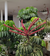 Šeflera actinophylla - Schefflera actinophylla - semená - 6 ks