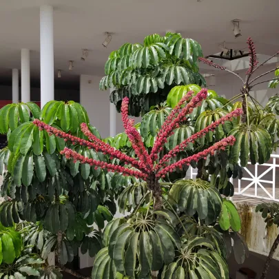 Šeflera actinophylla - Schefflera actinophylla - semená - 6 ks