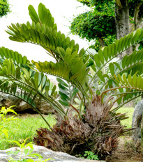 Cykas Zamia furfuracea - semená - 2 ks