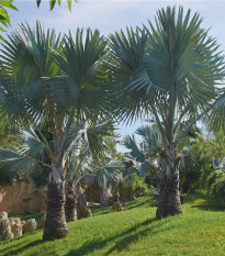 Palma Braheova - Brahea armata - semená - 2 ks