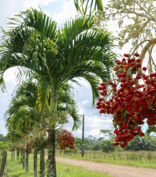 Palma vianočná - semená Palmy - Adonidia merrillii - 2 ks