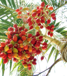 Palma - Carpentaria Acuminata - semená palmy - 4 ks