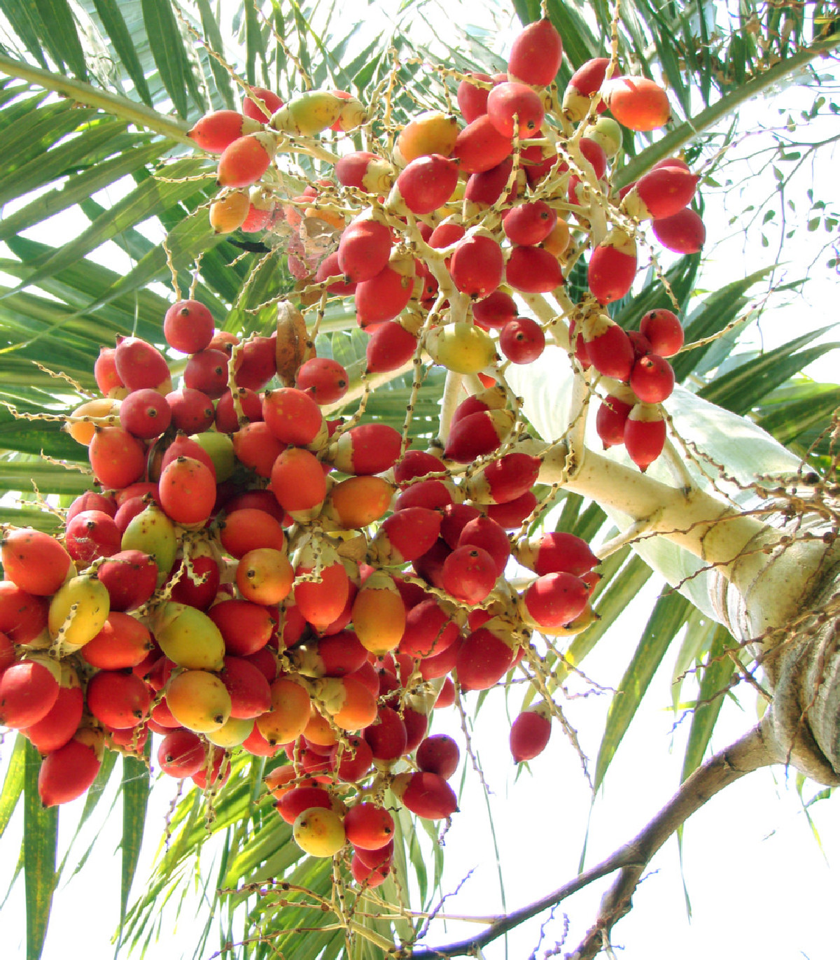 Palma - Carpentaria Acuminata - semená palmy - 4 ks