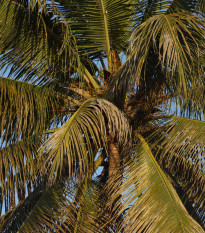 Beccariophoenix madagaskarská - Beccariophoenix madagascariensis - semená - 2 ks