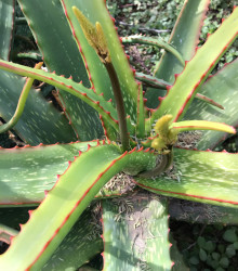 Aloe branddraaiensis - semená - 6 ks 