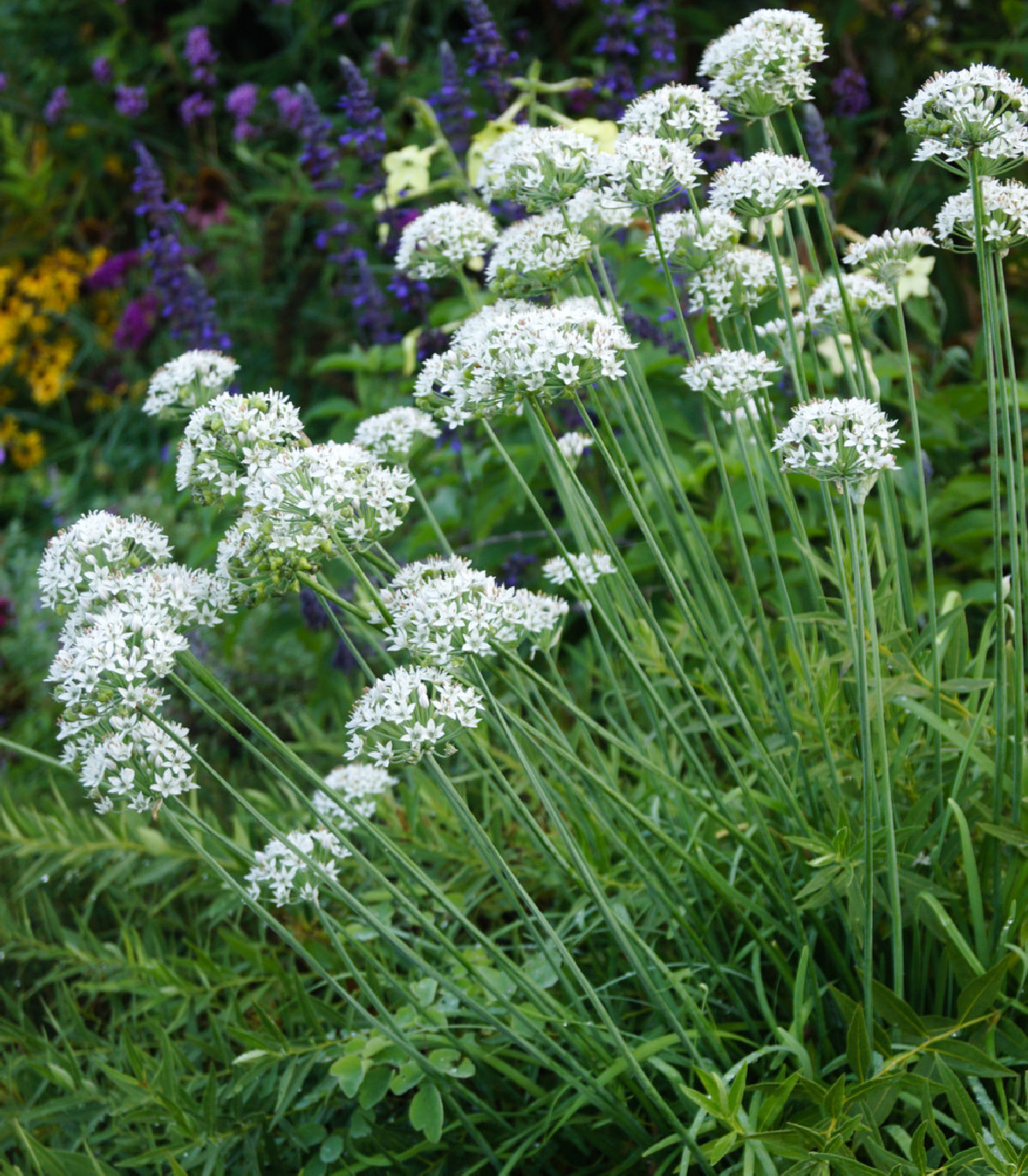 Semená pažítky – Pažítka cesnaková – Allium Tuberosum