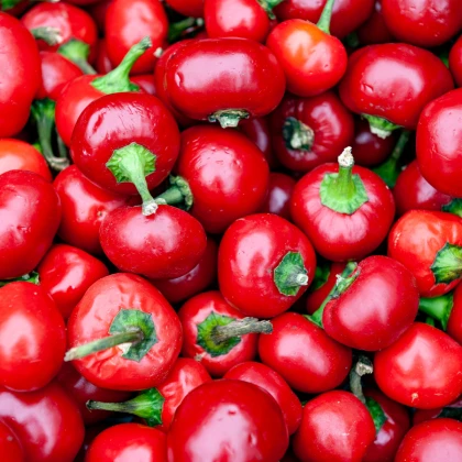 Paprika Red Cherry - Capsicum annnuum - semená - 7 ks