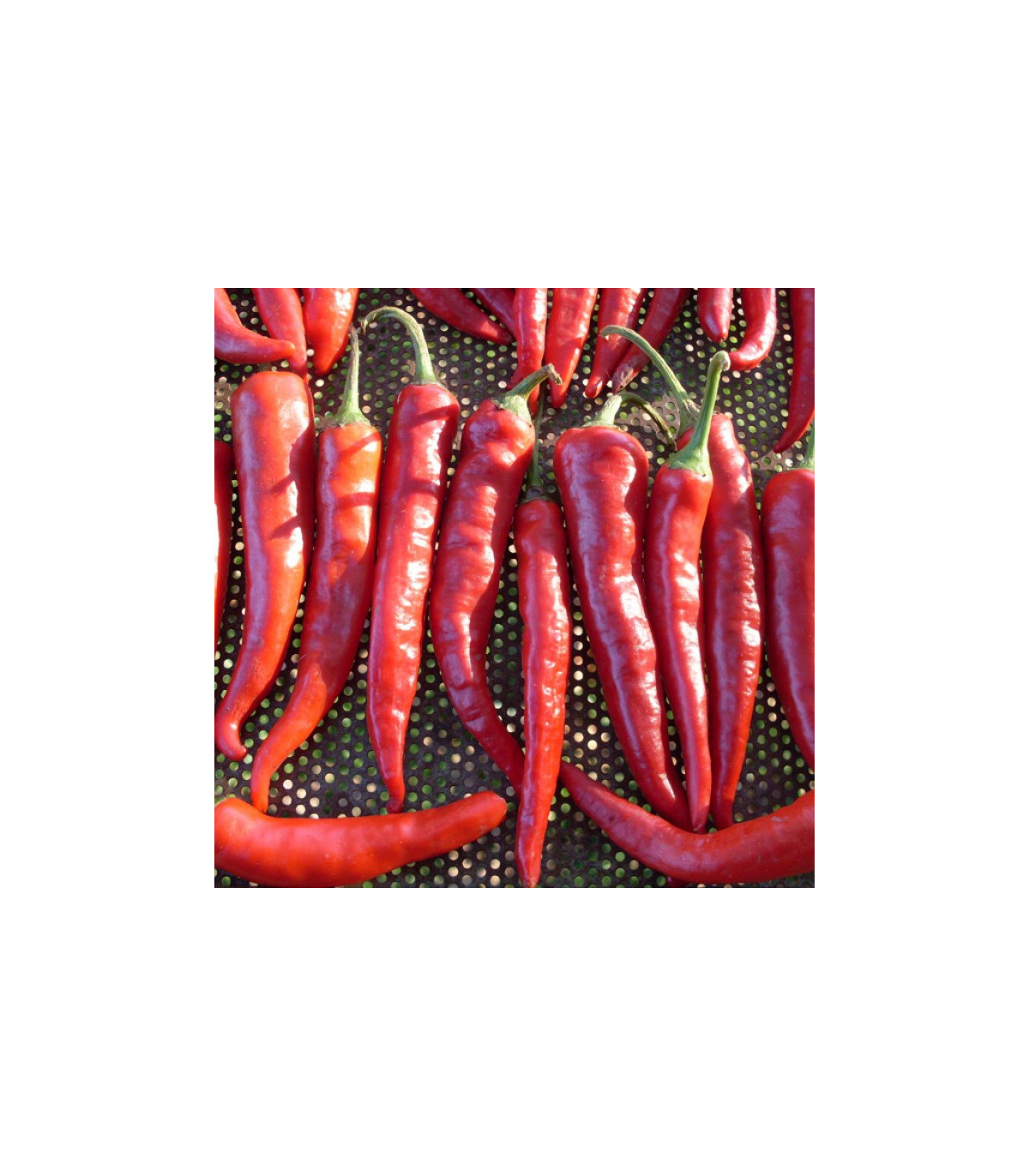 Chilli Kim Chi - predaj chilli semienok - 6 ks