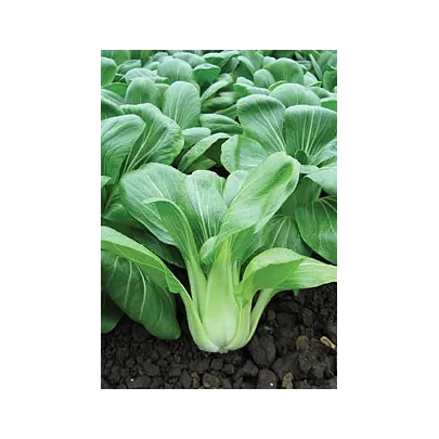 Pak Choi čínska kapusta Sagami - Ázijská zelenina - semená - 0,3 gr