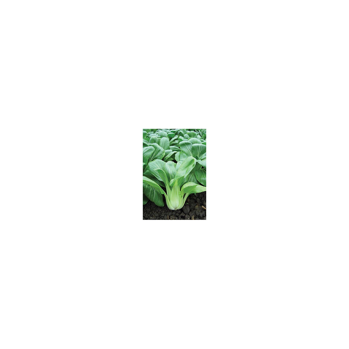 Pak Choi čínska kapusta Sagami - Ázijská zelenina - semená - 0,3 gr