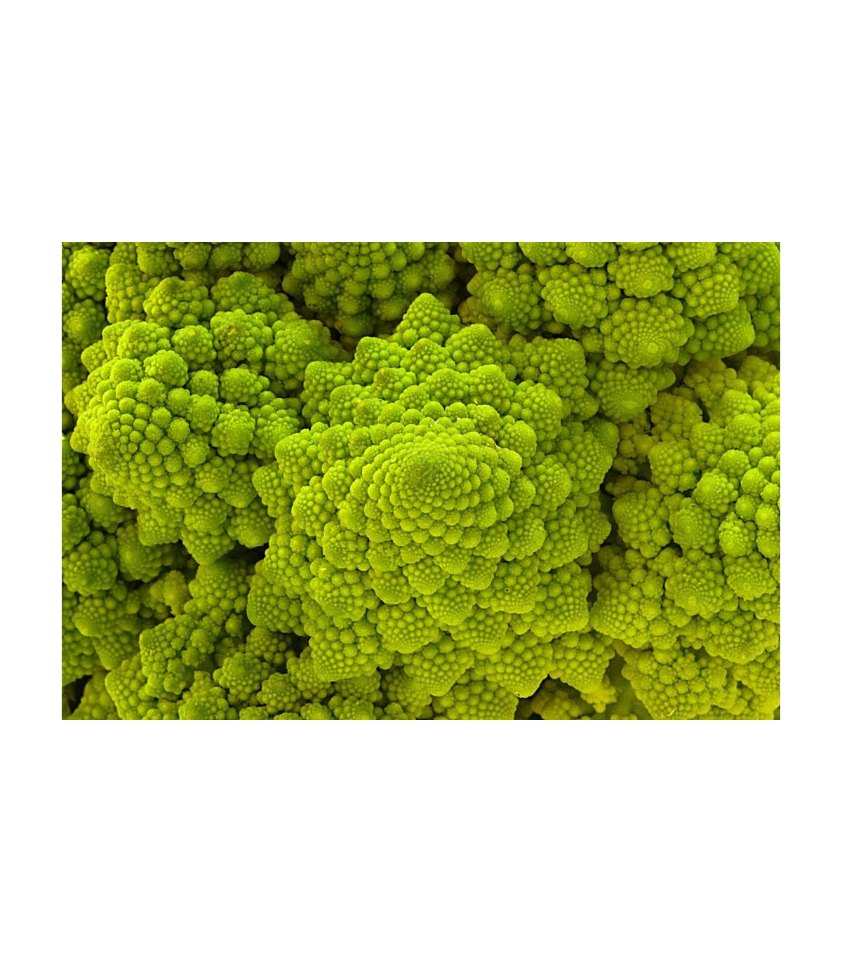 Karfiol neskorý Romanesco - semená Karfiolu - Brassica oleracea botrytis - 20 ks 