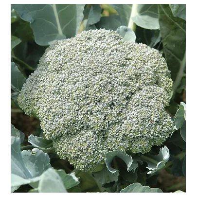 Brokolica Green Magic F1 - Brassica oleracea L. - semená - 20 ks