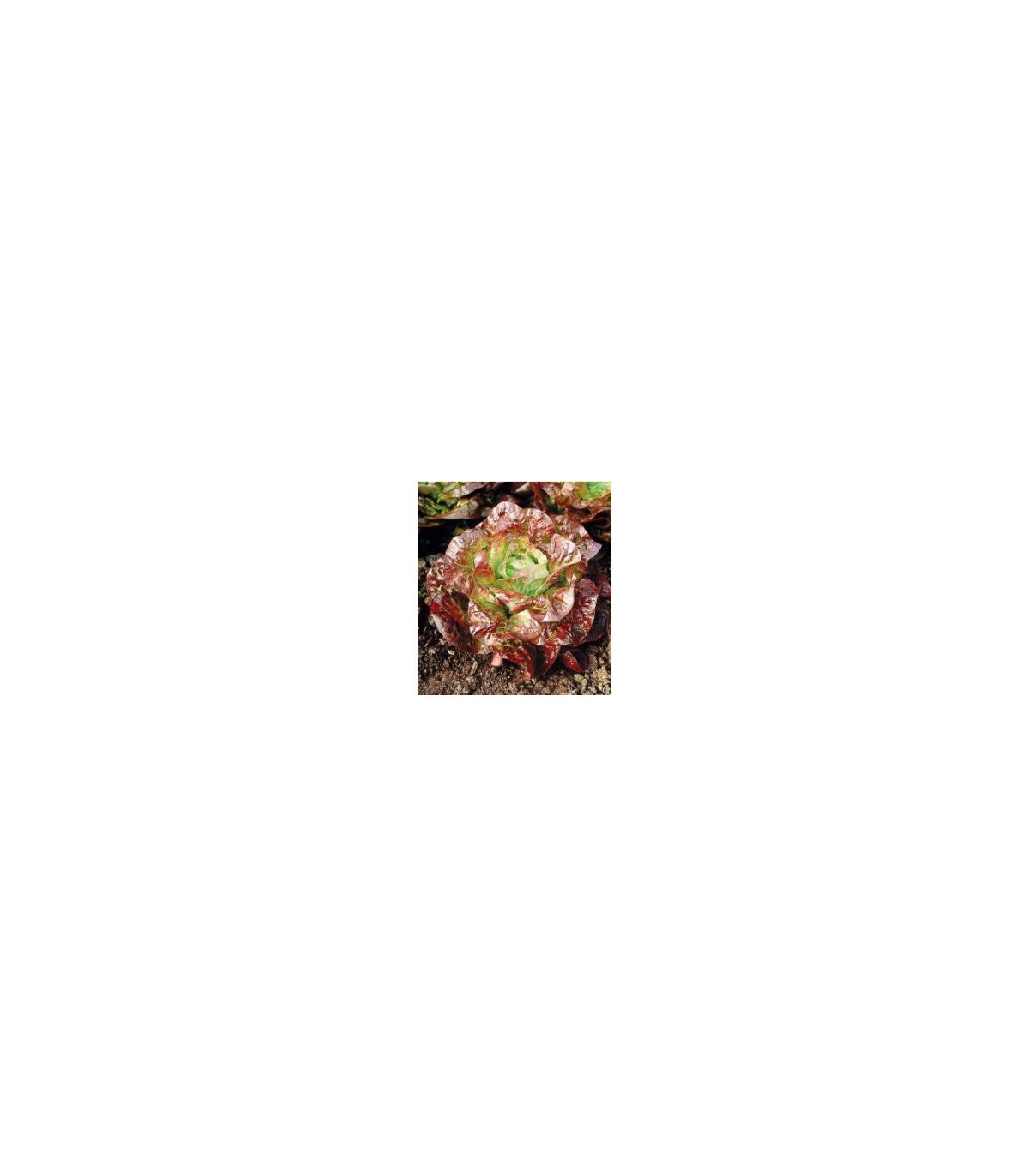 Šalát hlávkový červený - semená šalátu - Latusa sativa - 0,5 gr