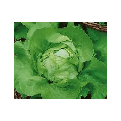 Šalát hlávkový Ovation - Lactuca sativa - semená - 0,5 g