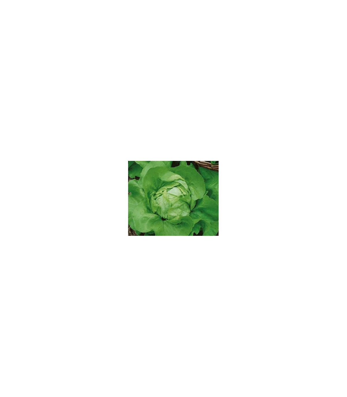 Šalát hlávkový Ovation - Lactuca sativa - semená - 0,5 g