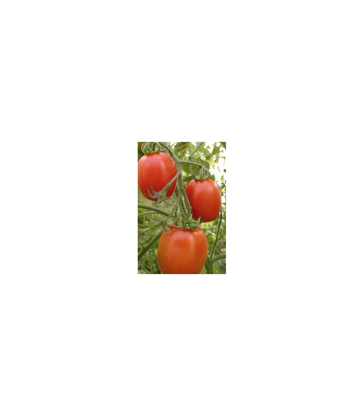 Paradajka Salus - kríčková - Solanum lycopersicum L. - predaj semien paradajok - 0,2 g