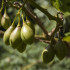 Pepino gold - Solanum muricatum - semená - 5 ks