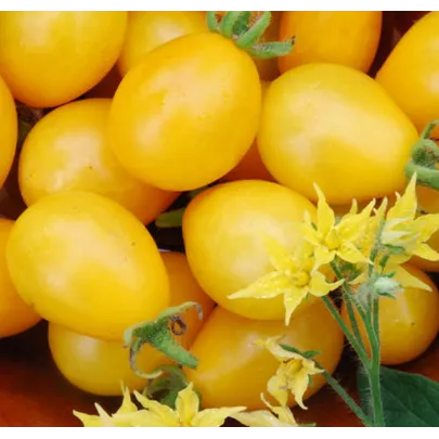 Paradajka Ildi - kolíková paradajka - Lycopersicon lycopersicum L. - semená - 0,1 g