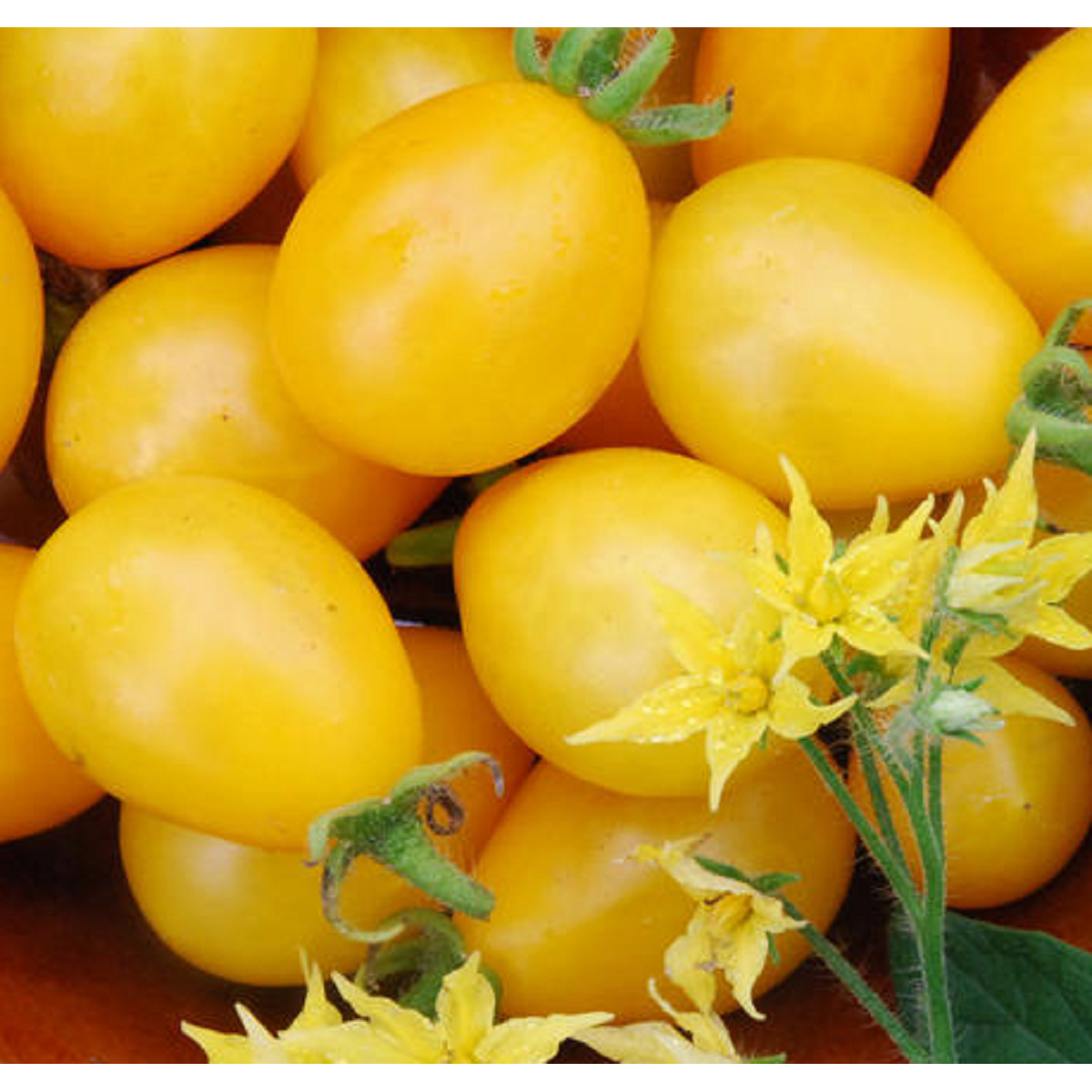 Paradajka Ildi - kolíková paradajka - Lycopersicon lycopersicum L. - semená - 0,1 g