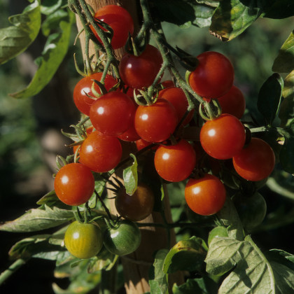Previsnutá paradajka Tom Red - Lycopersicon Esculentum - semená previsnutých paradajok - 8 Ks