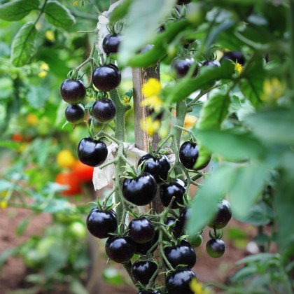 Paradajka Indigo Blue Berries - Lycopersicon lycopersicum L. - semená - 7 ks