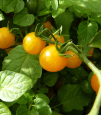 Divoká paradajka ríbezľová Gold Rush - Solanum pimpinellifolium - semená - 6 ks