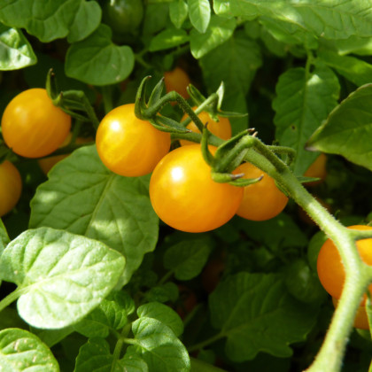 Divoká paradajka ríbezľová Gold Rush - žltá farba - Solanum pimpinellifolium - predaj semien divokých paradajok- 6 ks