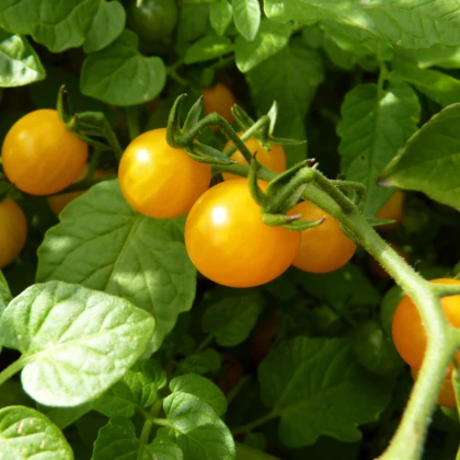 Divoká paradajka ríbezľová Gold Rush - Solanum pimpinellifolium - semená - 6 ks