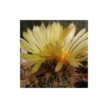 Kaktus - Coryphantha bergeriana - semená - 5 ks