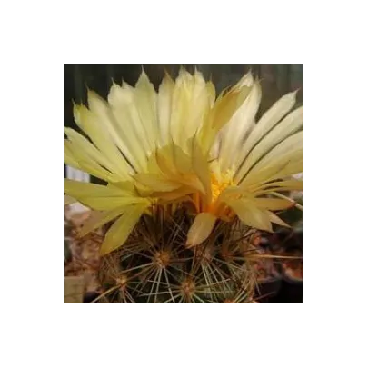 Kaktus - Coryphantha bergeriana - semená - 5 ks