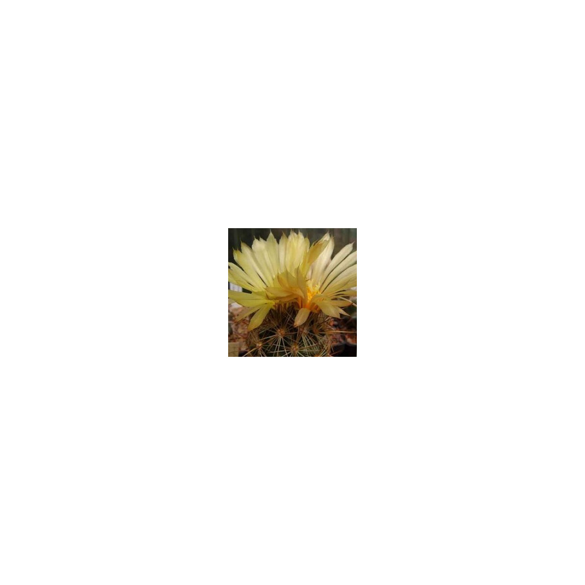 Kaktus - Coryphantha bergeriana - semená - 5 ks