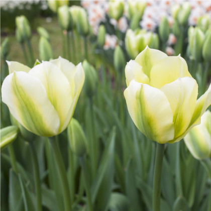 Tulipán Exotic emperor - Tulipa - cibuľoviny - 3 ks