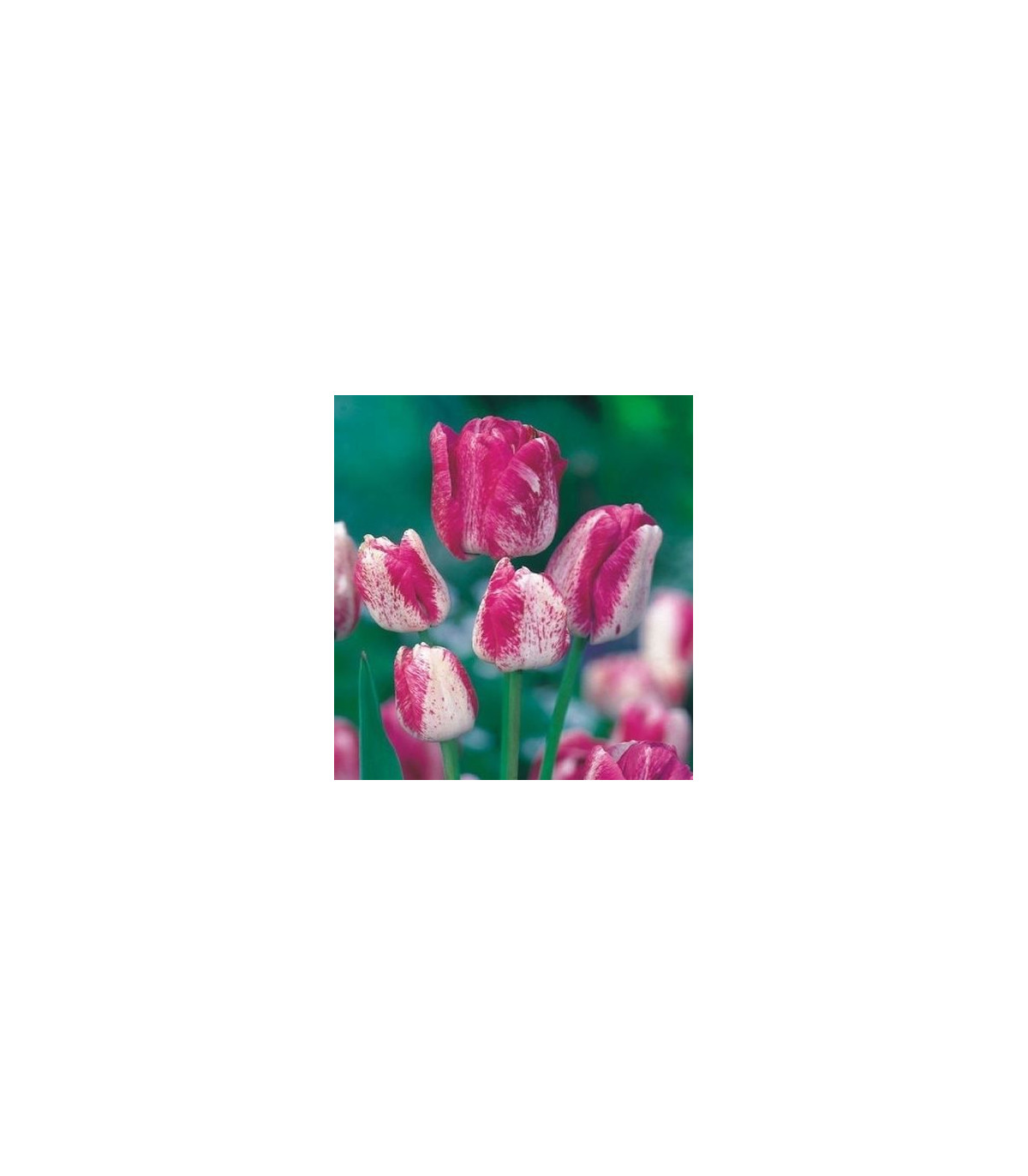 Tulipán Modern style - predaj cibuľovín - holandské tulipány - 3 ks