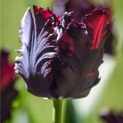 Tulipán Black Parrot - Tulipa - cibuľoviny - 3 ks