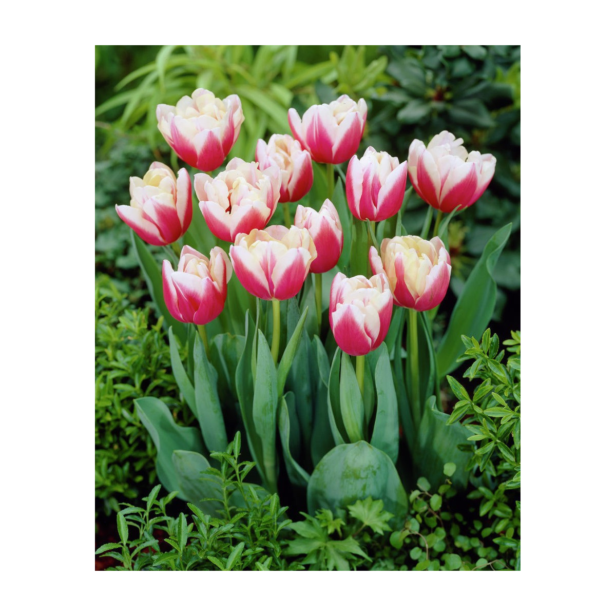 Tulipán Wirosa - predaj cibuľovín - holandské tulipány - 3 ks
