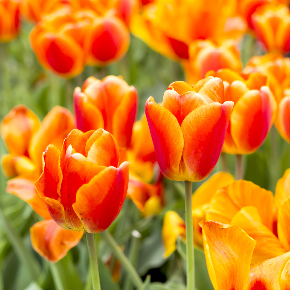 Tulipán Kees Nelis - Tulipa - cibuľoviny - 3 ks