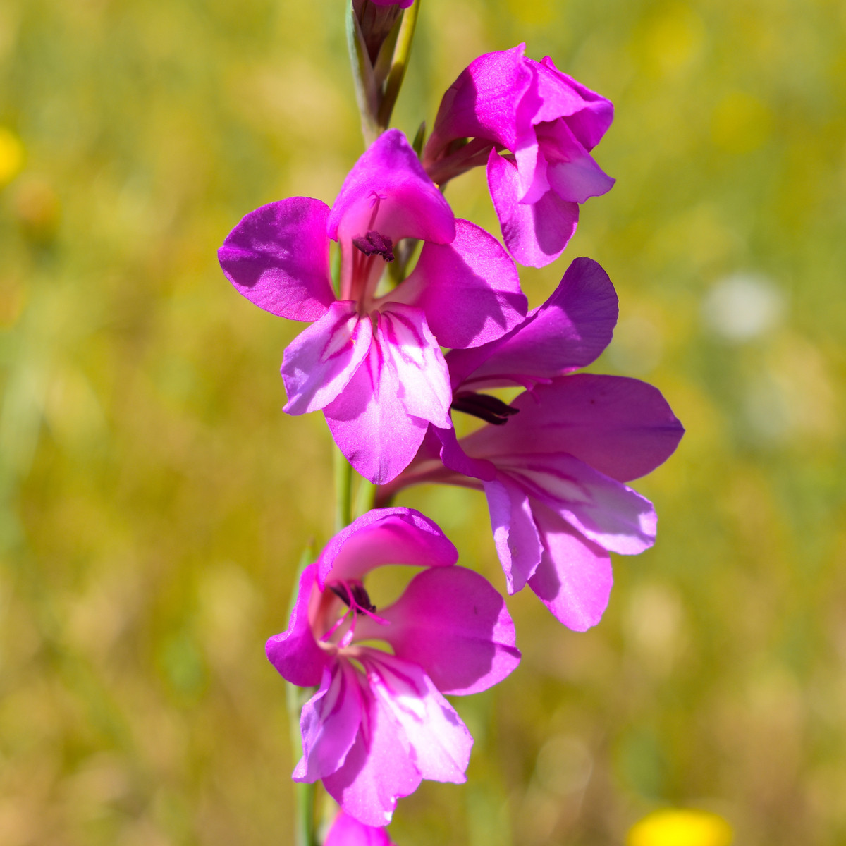 Gladiola obyčajná - Gladiolus byzantinus communis - cibuľoviny - 3 ks