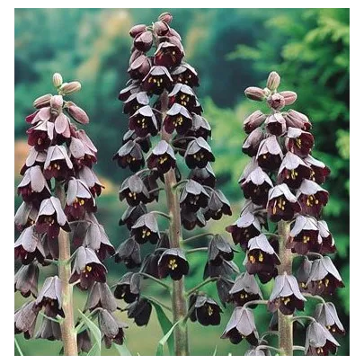 Korunkovka perzská - Fritillaria Persica - cibuľky - 1 ks